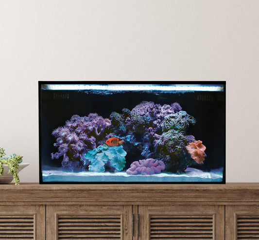 Innovative Marine NUVO Fusion - 20 Long AIO Aquarium - Desktop Starter Kit - The Pet Source