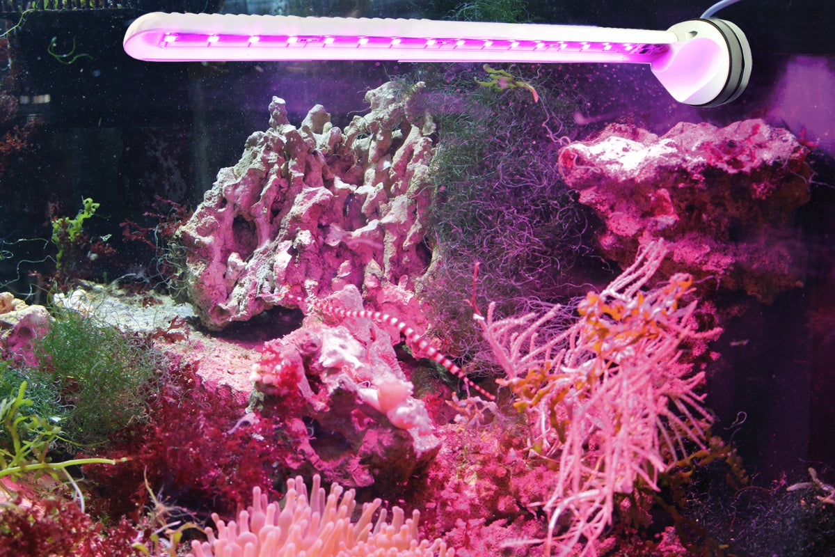 Tunze LED Eco Chic Refugium LED Light 8831.00 - The Pet Source