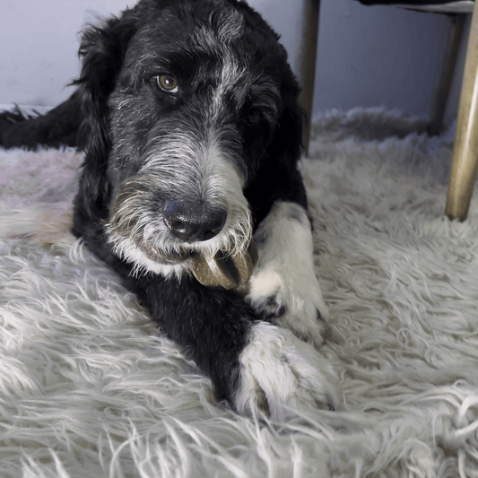 Kong Bamboo Rockerz Stick Medium - The Pet Source