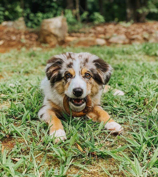 Redbarn Dental Treat Chew-A-Bulls Ring - 1pc - The Pet Source