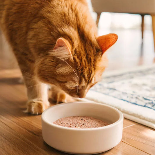 Faim Museau Chicken & Salmon Raw Frozen Cat Food - 6lb - The Pet Source