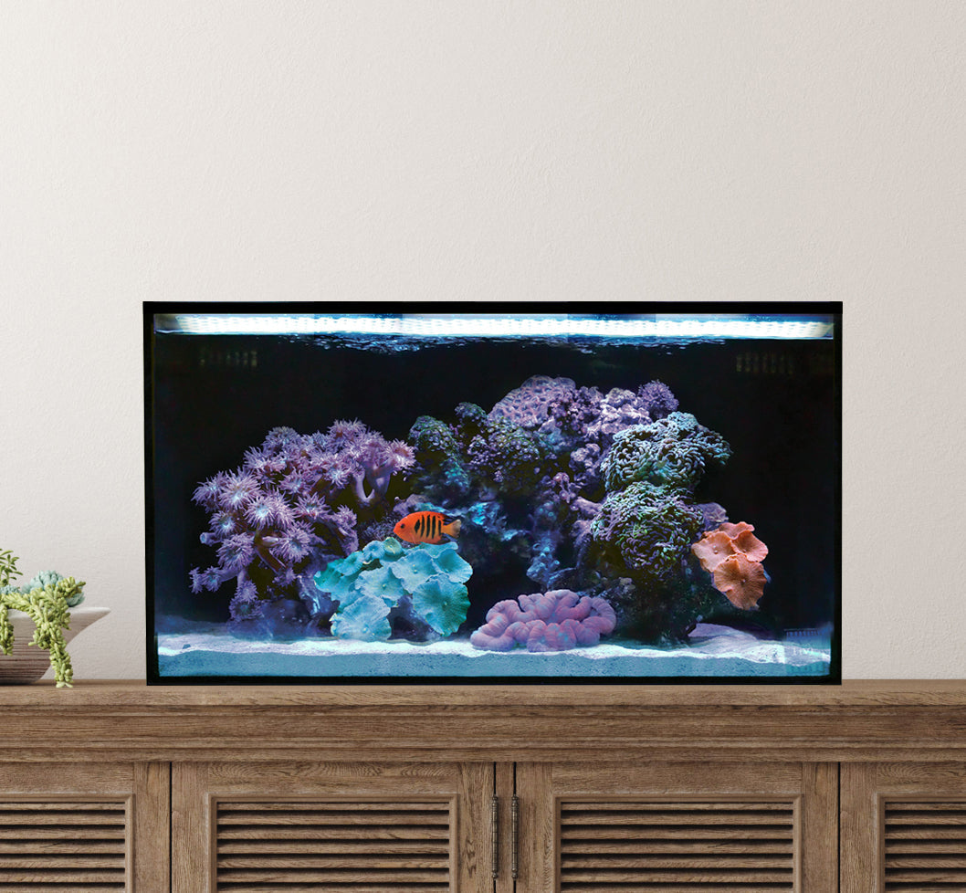 Innovative Marine NUVO Fusion - 20 Long AIO Aquarium - Desktop Starter Kit - The Pet Source
