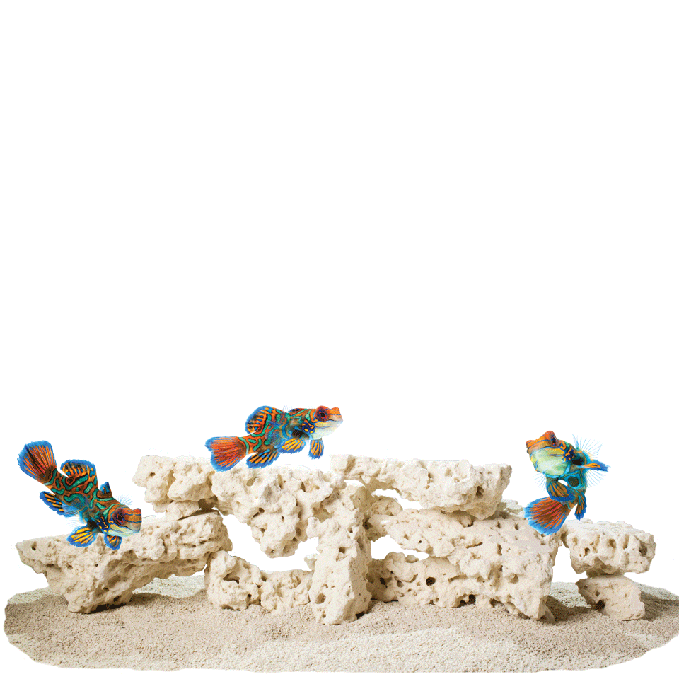 CaribSea South Seas Base Shelf Rock 40lb - The Pet Source