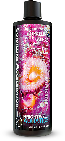 Brightwell Aquatics Coralline Accelerator - 500ml - The Pet Source