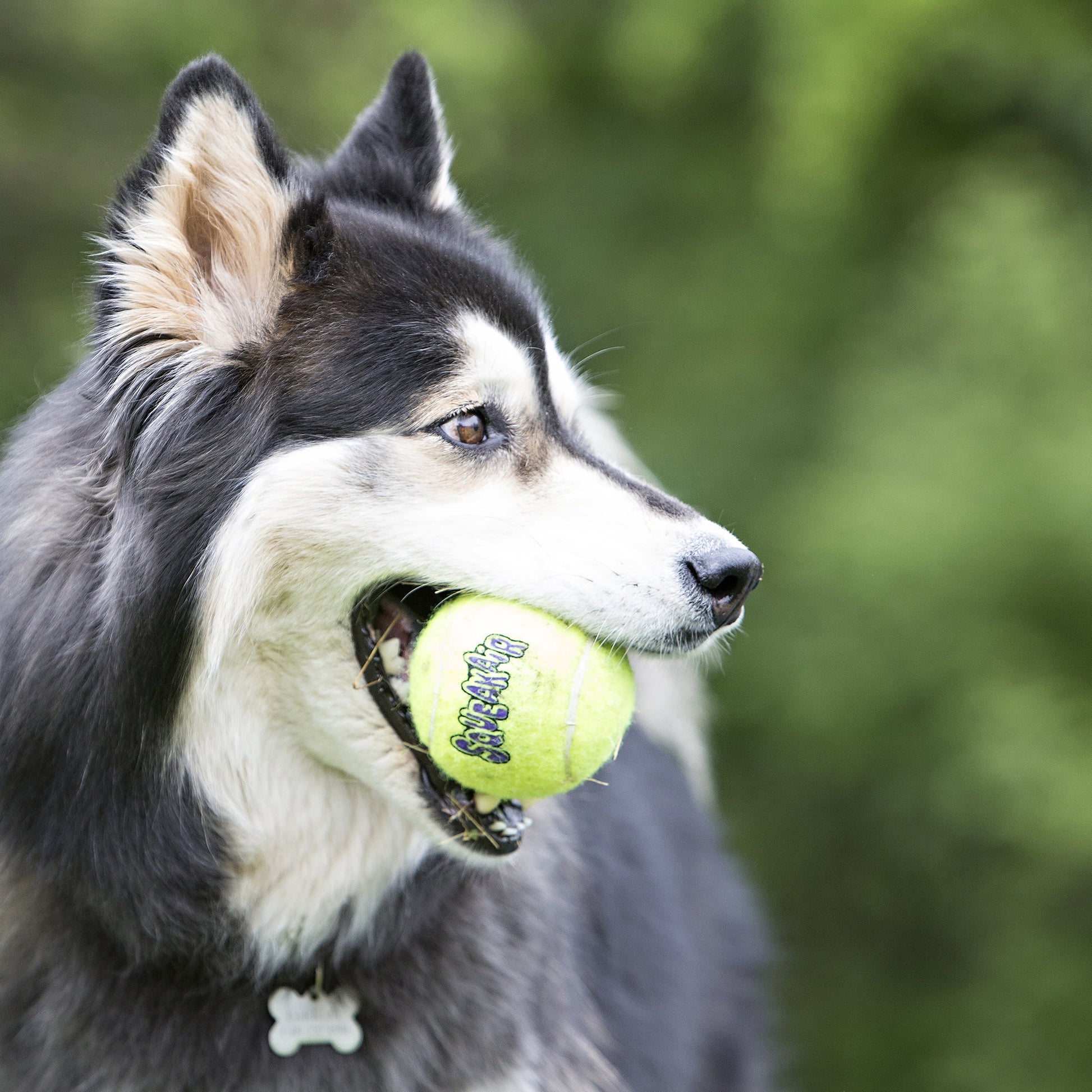 Kong SqueakAir Balls Large - 1 Pack - The Pet Source