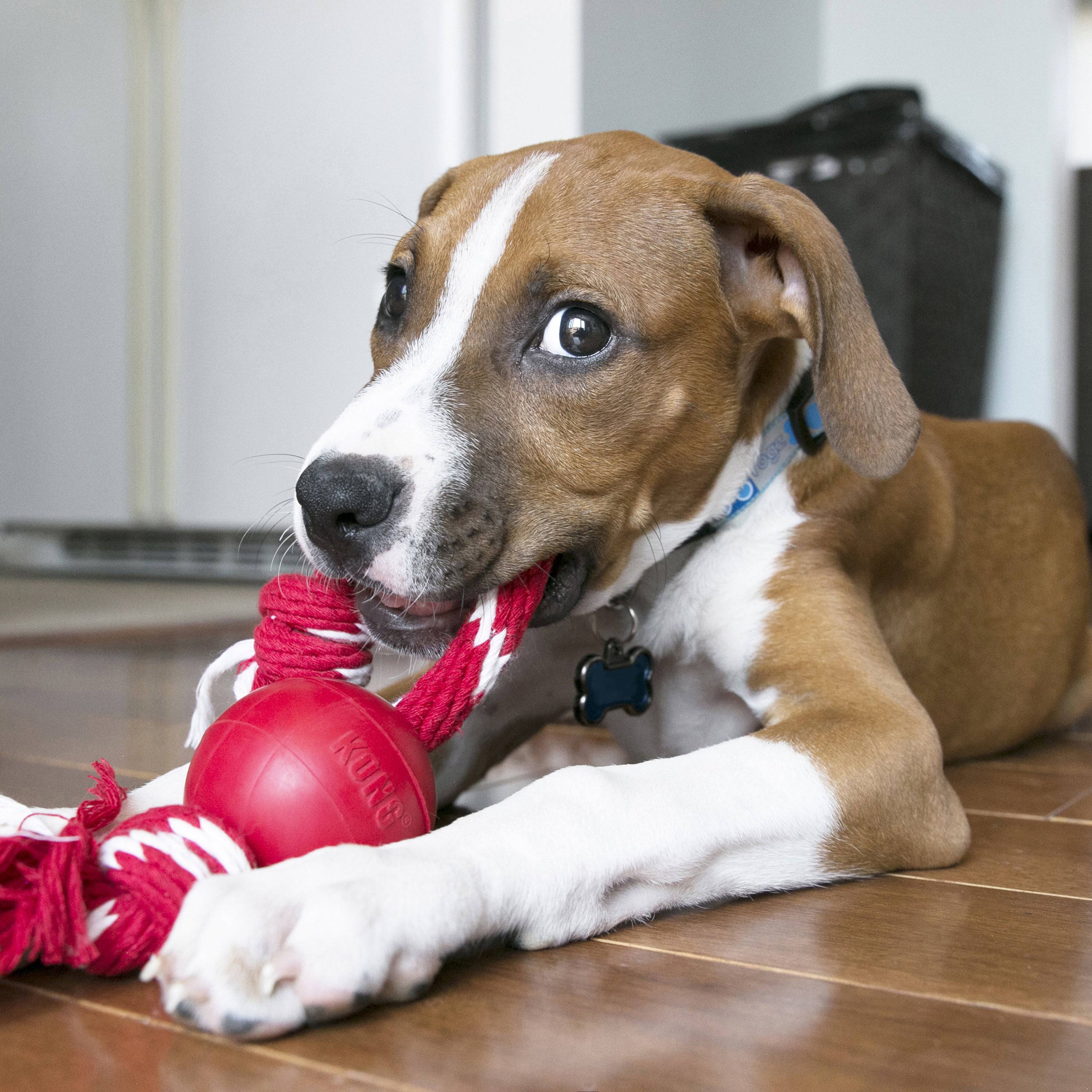 Kong Ball With Rope - The Pet Source