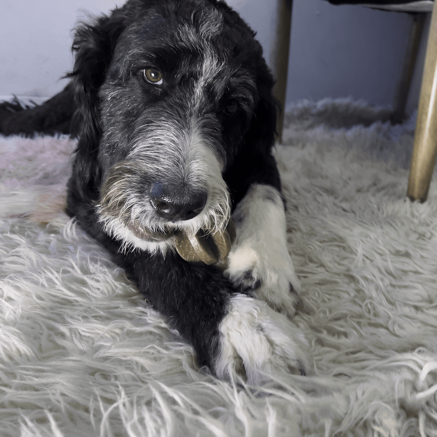 Kong Bamboo Rockerz Stick Small - The Pet Source