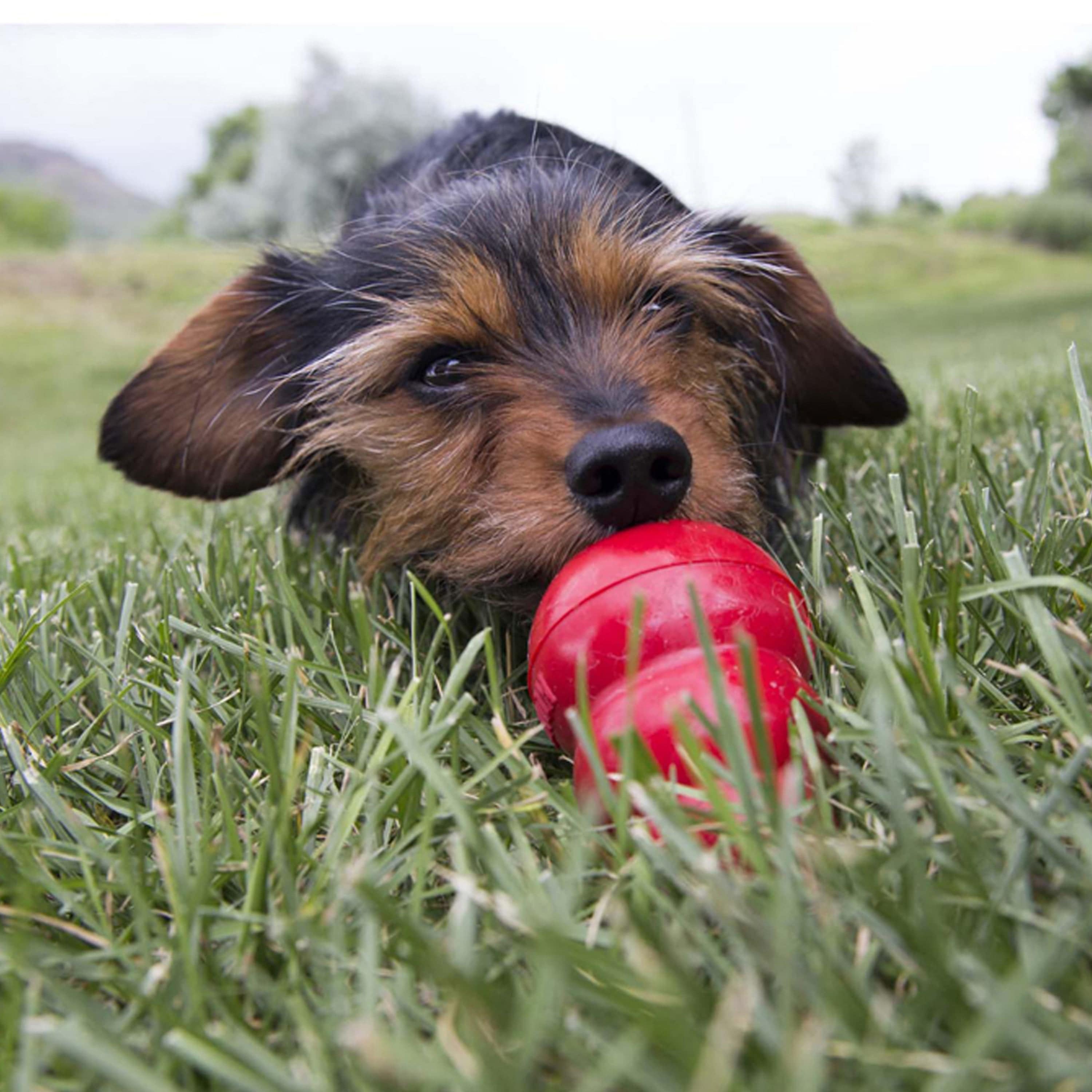 Kong Easy Treat Bacon & Cheese - The Pet Source