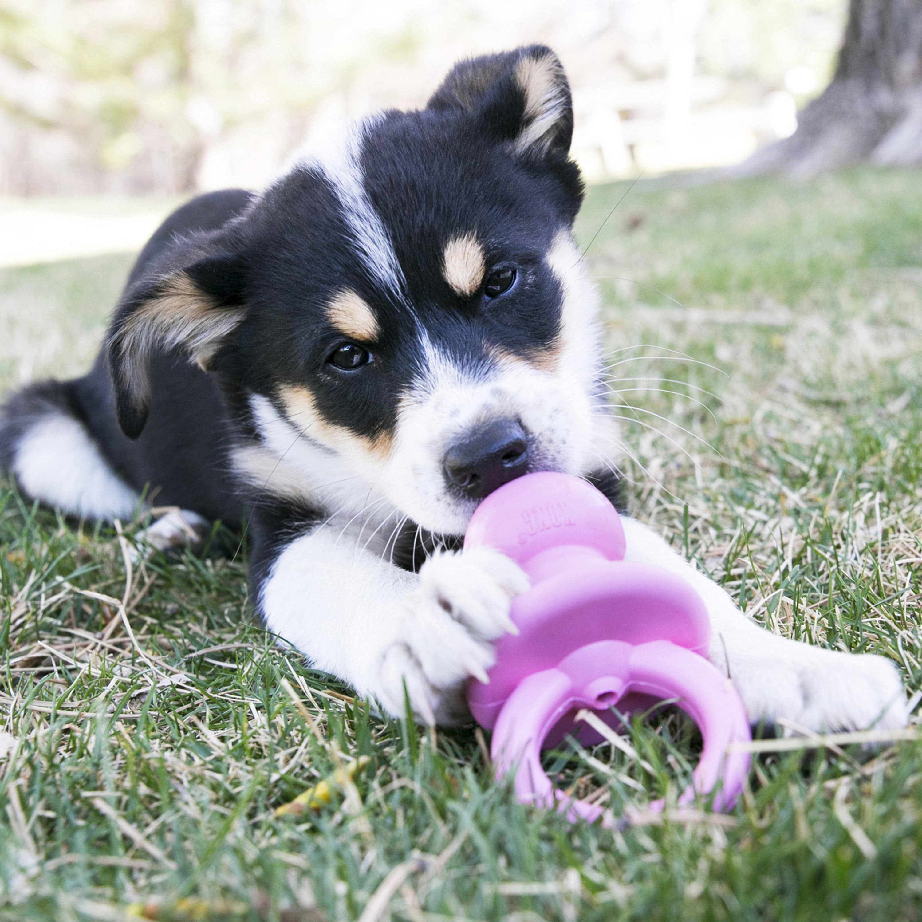 Kong Puppy Binkie - Medium - The Pet Source