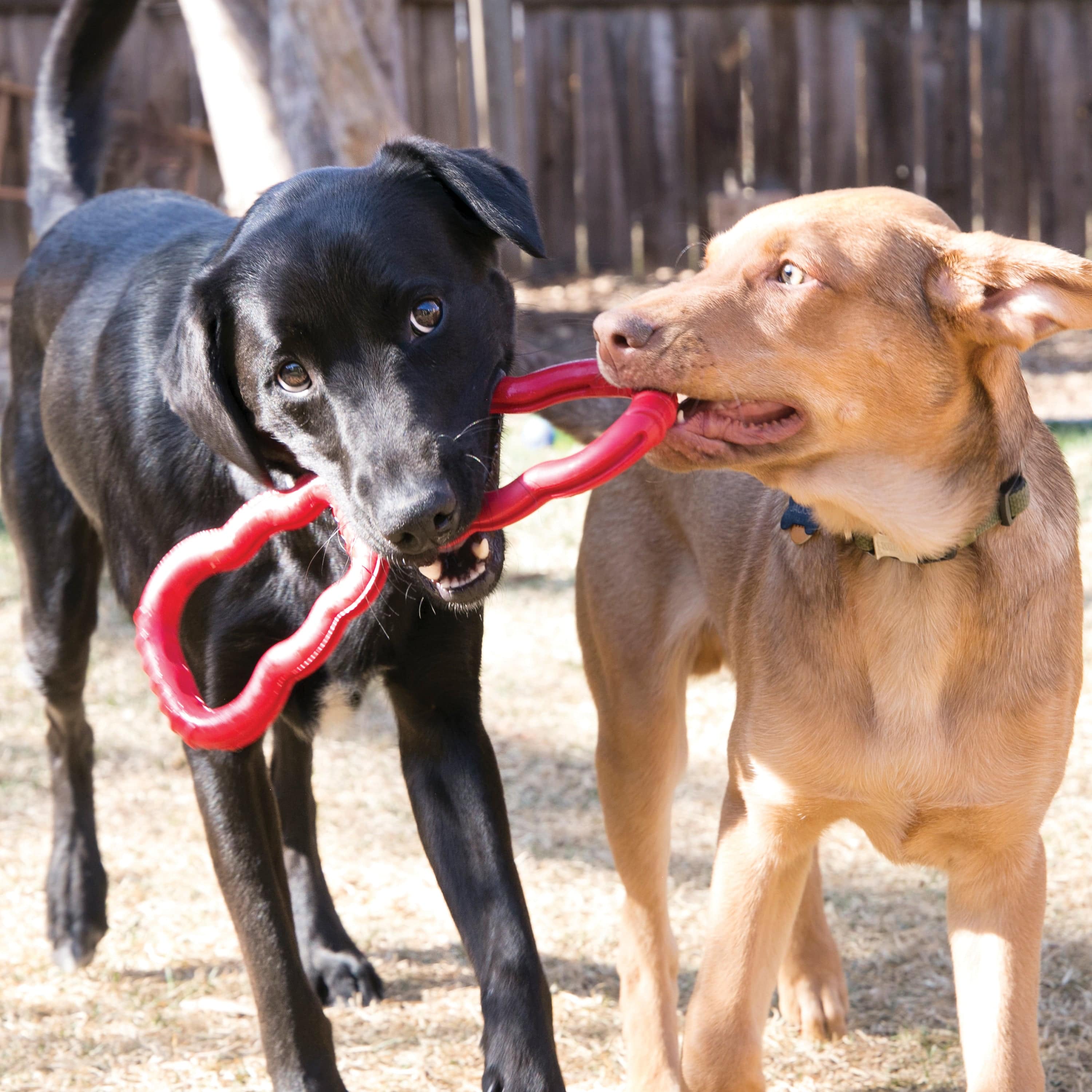 KONG Tug Dog Toy - The Pet Source