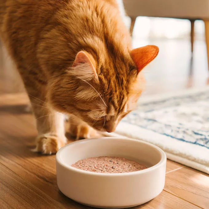 Faim Museau Chicken & Salmon Raw Frozen Cat Food - 6lb - The Pet Source