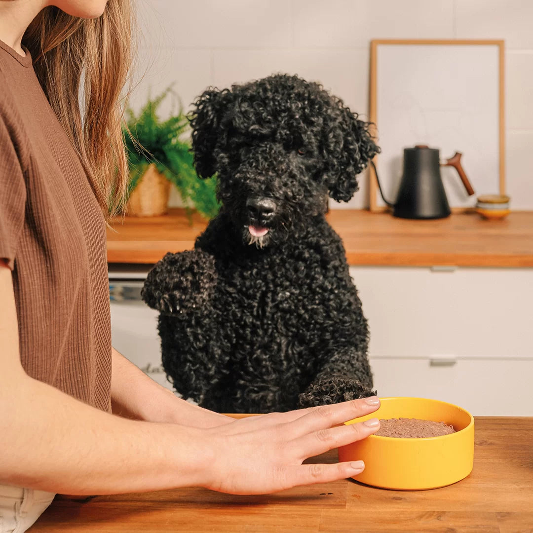 Faim Museau Chicken & Turkey Raw Frozen Dog Food - 6lb - The Pet Source